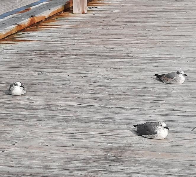 Pier gulls - OC 15Nov20.jpg