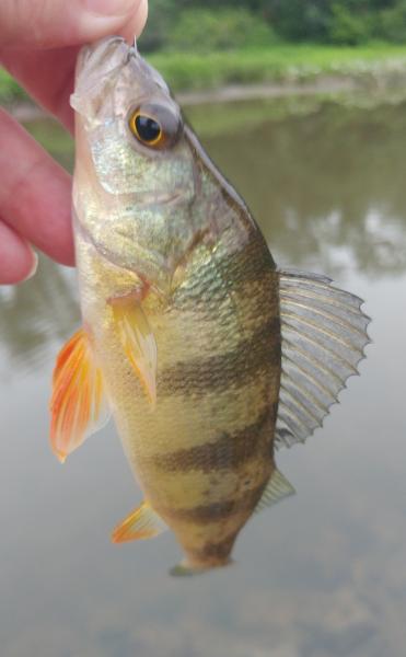 Yellow Perch - Tuckahoe Crk - 07Jun19.jpg