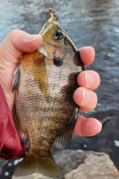 Bluegill 2 - Unicorn Branch - 27Dec20.jpg