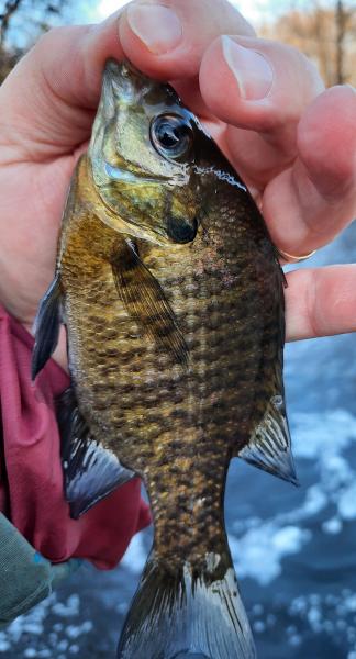 Bluegill 1 - Unicorn Branch - 27Dec20.jpg