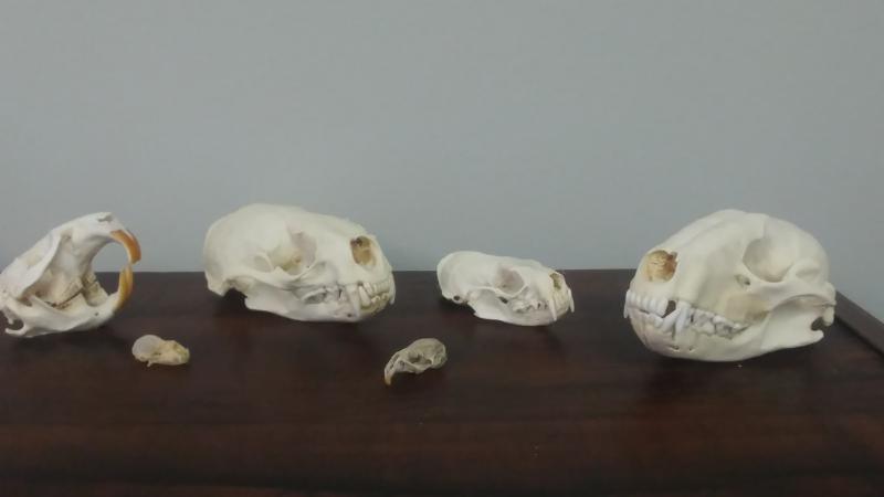 Skulls 2 (ABC office 2017).jpg