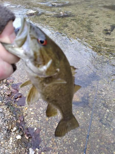 smallmouth # 1 2020.jpg