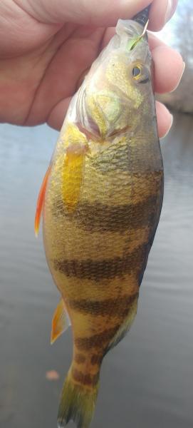 Dad's first Yellow perch - Tuckahoe Creek Hillsboro - 16Feb19.jpg