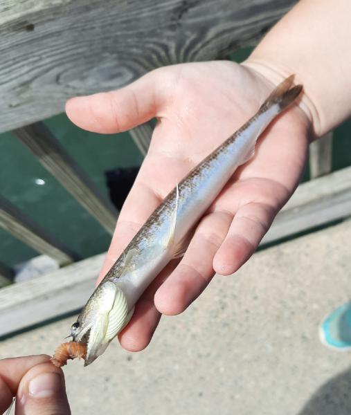 Livie 2nd Lizardfish - Kitopeke St Park Pier - 23Aug20.jpeg