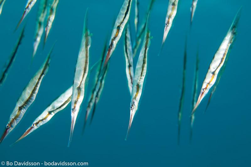 BD-130406-Tulamben-0647-Centriscus-scutatus.-Linnaeus.-1758-[Grooved-razor-fish].jpg