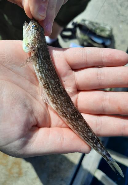 Livie Inshore Lizardfish - Kitopeke St Park Pier - 23Aug20.jpeg