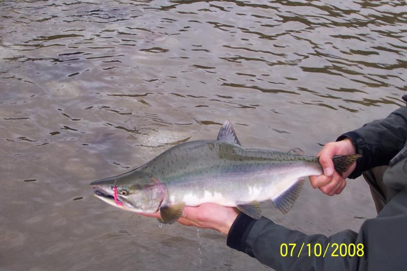 Dad's Juneau pink salmon.JPG
