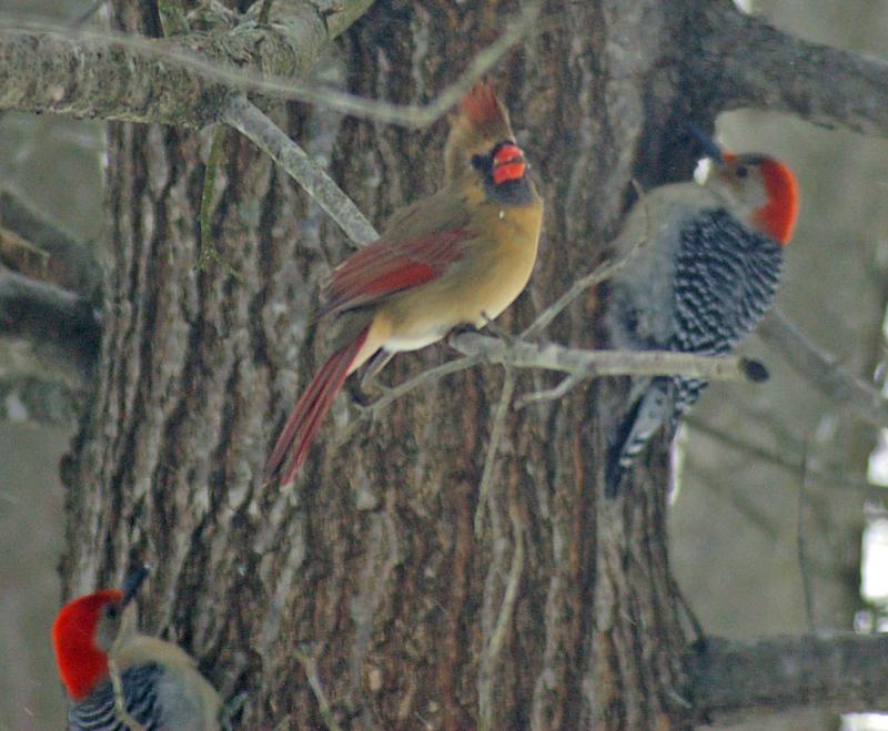 laughing cardinal.JPG