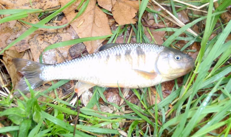 Common Shiner - 12Apr15 - Gans Creek.JPG