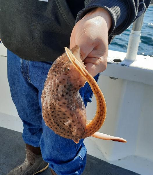 Sue Little Skate -  Ocean Explorer NJ 24Feb21.jpg