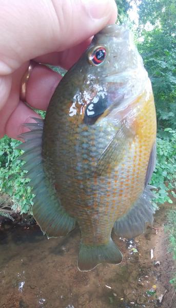 Redspotted Sunfish (2) - 14Jul19.jpg