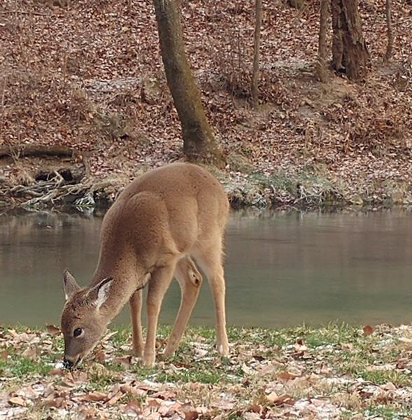 Whitetail fawn (2) - BSP - 30Dec17.jpg