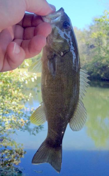 Smallmouth - Gen pumpkin slider (1) - Maries River - 09Oct17.JPG