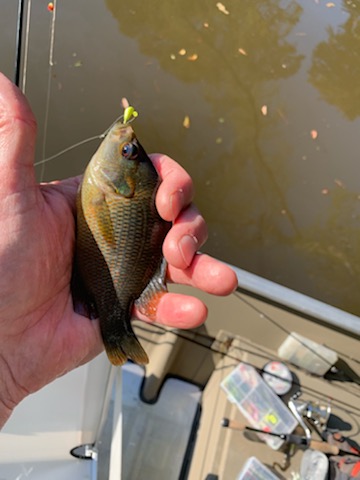 Ham redspotted sunfish - 09Oct19.jpg