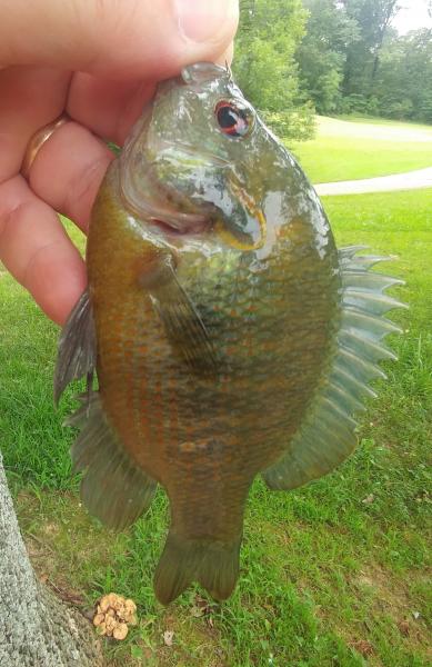 Redspotted Sunfish (1) - rk - 14Jul19.jpg