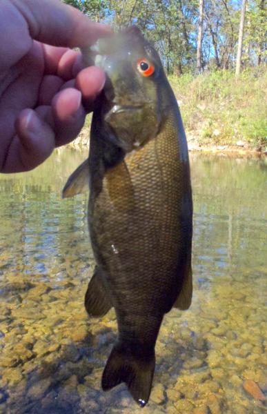 Smallmouth - PBJ Ned - Maries River - 09Oct17.JPG