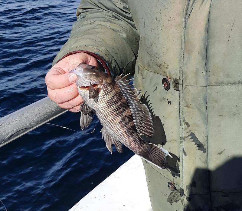 Black Sea bass - Ocean Explorer NJ 24Feb21.jpg