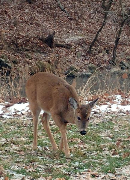 Whitetail fawn (1) - BSP - 30Dec17.jpg