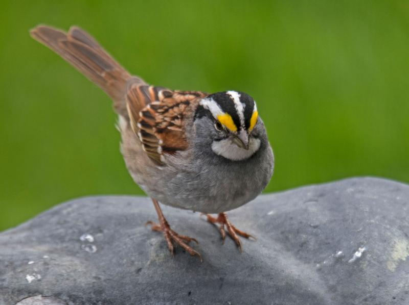 White-throated-Sparrow-17-5-00003.jpg