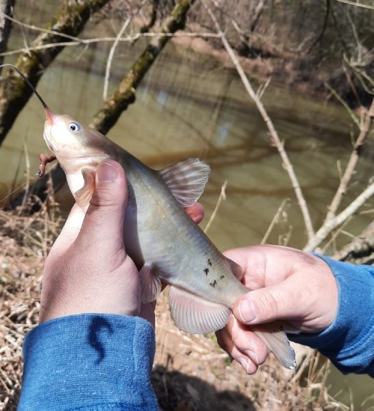 Livie White catfish (9) - NE_Kit Crk - 06Mar21.jpeg