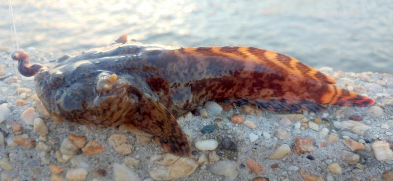 Oyster Toadfish (1) - Choptank - Bill Burton Pier - 09Aug18.jpg