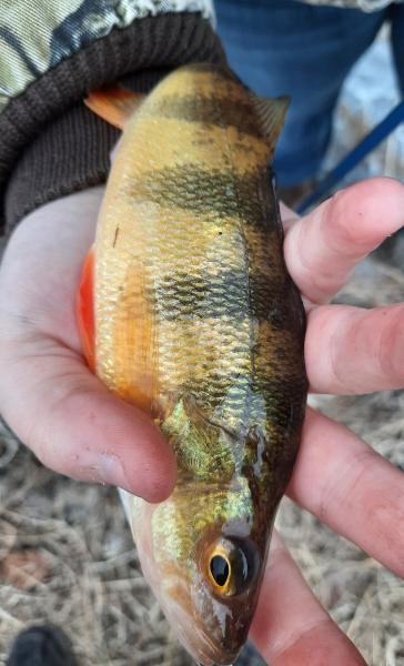 Livie Yellow Perch (7) - Tuckahoe Creek - 26Feb21.jpg