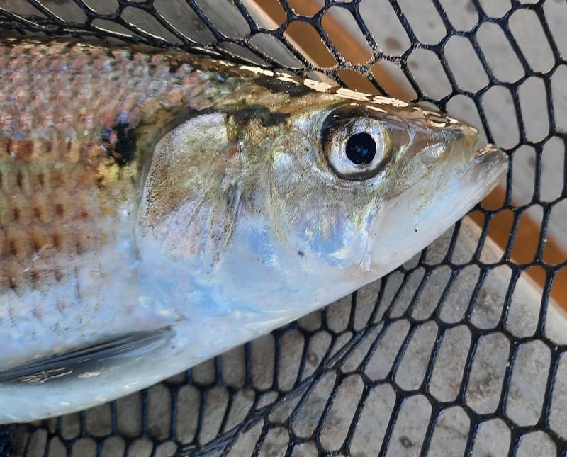 Livie Hickory Shad (11 CP)_Tar River 08Mar21.jpg