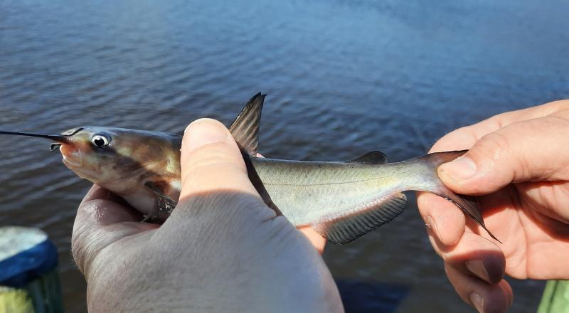 White Catfish_Pocomoke River_14Mar21.jpg