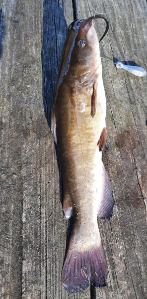 Brown Bullhead (13)_Pocomoke River_14Mar21.jpg