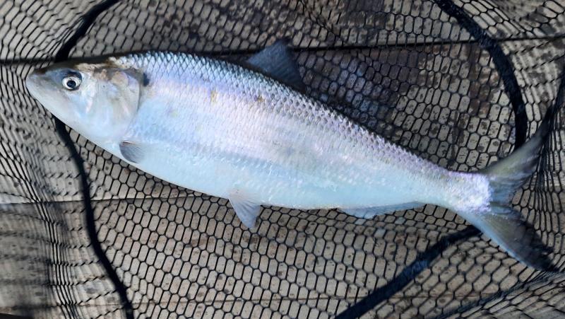 American Shad PB_Tar River 08Mar21.jpg