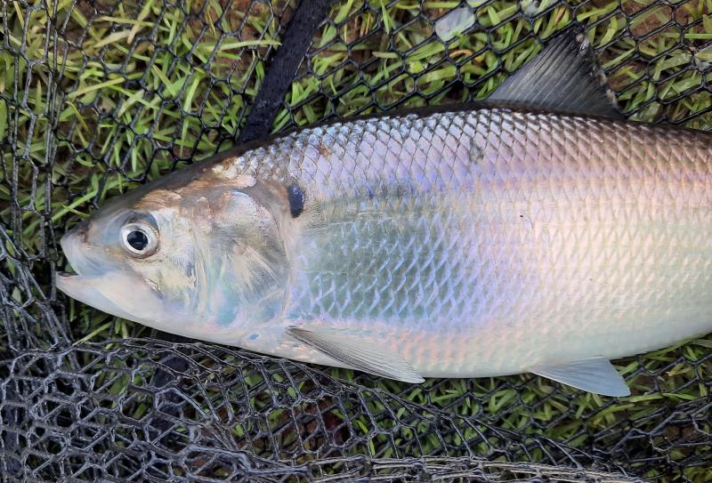 American Shad (10)_Tar River 07Mar21.jpg