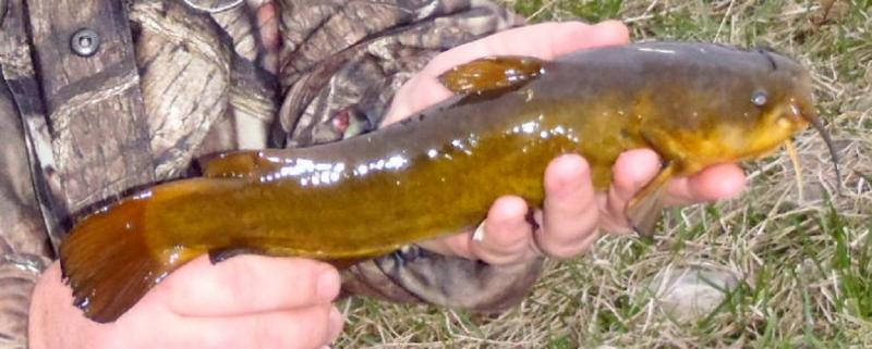 Yellow bullhead CP - 05Apr15- Little Dixie.jpg