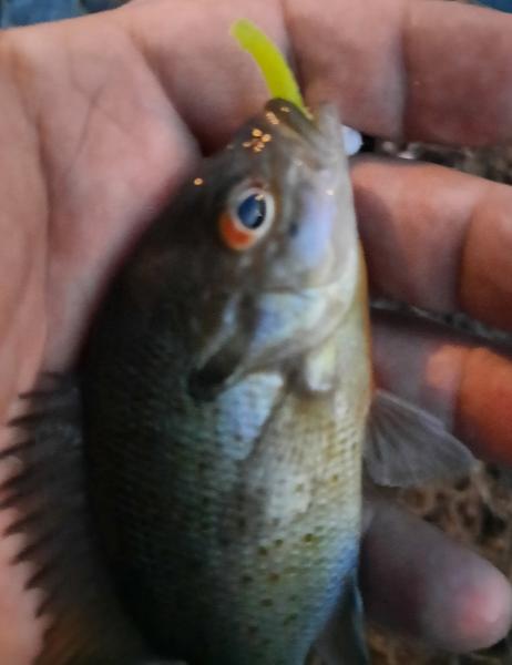 Redbreast Sunfish (11) Tuckahoe Creek - 10Mar21.jpg