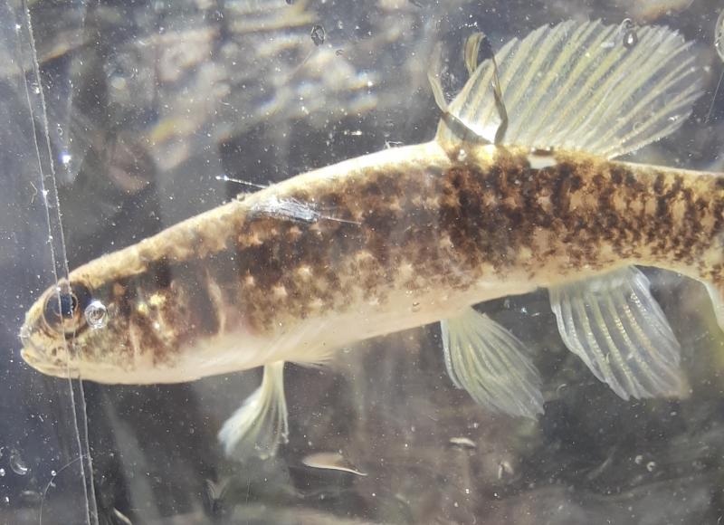 Eastern Mudminnow (15L) - 20Mar21.jpg