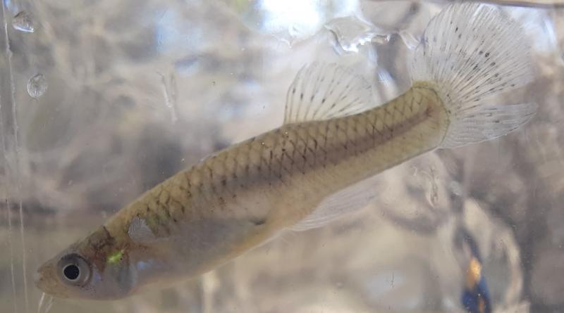 E Mosquitofish (9)_NE Crk 06Mar21.jpg