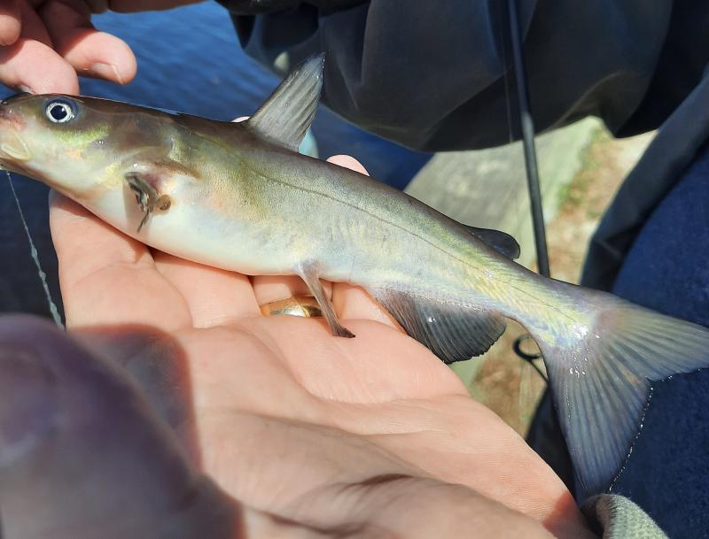 White Catfish 2_Pocomoke River_14Mar21.jpg