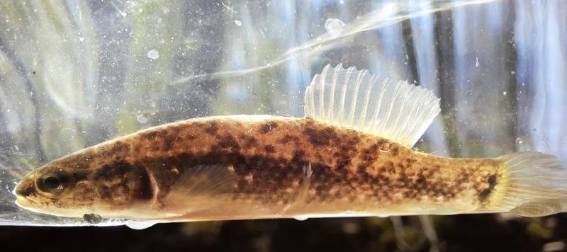 Livie Eastern Mudminnow (14L) - 20Mar21.jpg