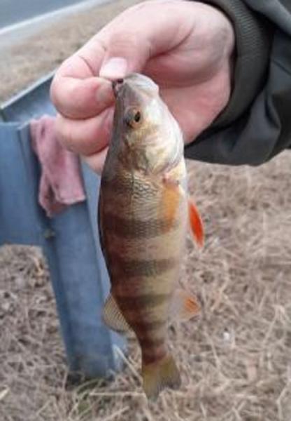 Yellow Perch (7) - Tuckahoe Creek - 26Feb21.jpg