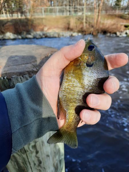 Bluegill (#1) - Unicorn Lake 02Jan21.jpg