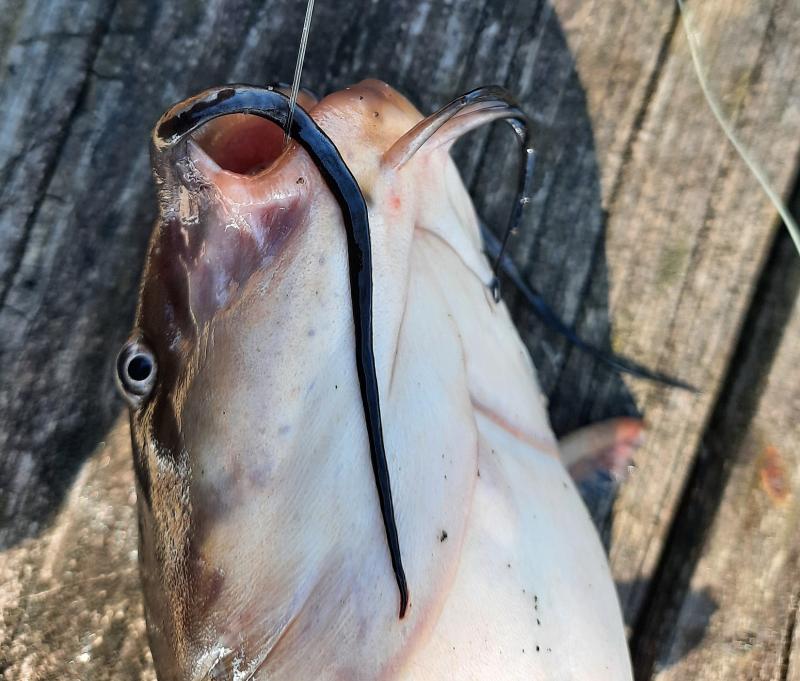 Brown Bullhead CP_Pocomoke River_14Mar21.jpg