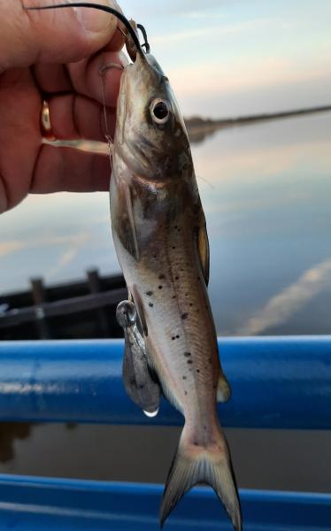 Channel Catfish (#21) - Choptank Rvr - 05Apr21.jpg