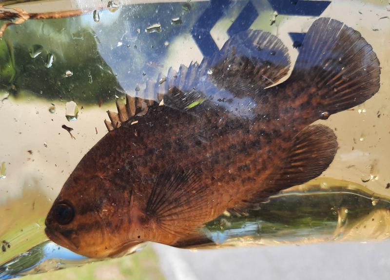 Mud Sunfish (#29) - Greenfield creek 1 26Apr21.jpg