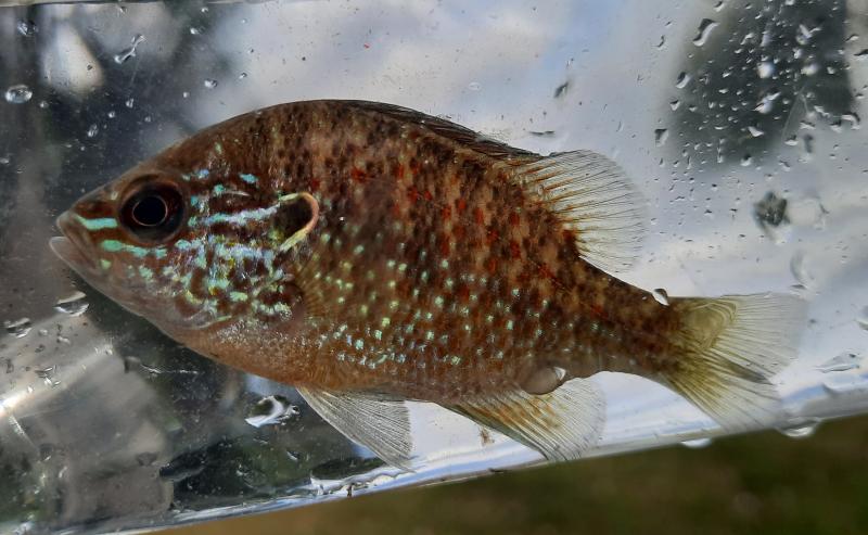 Livie #100 (#23) Dollar Sunfish Chatham CO Wetlands - 25Apr21.jpg