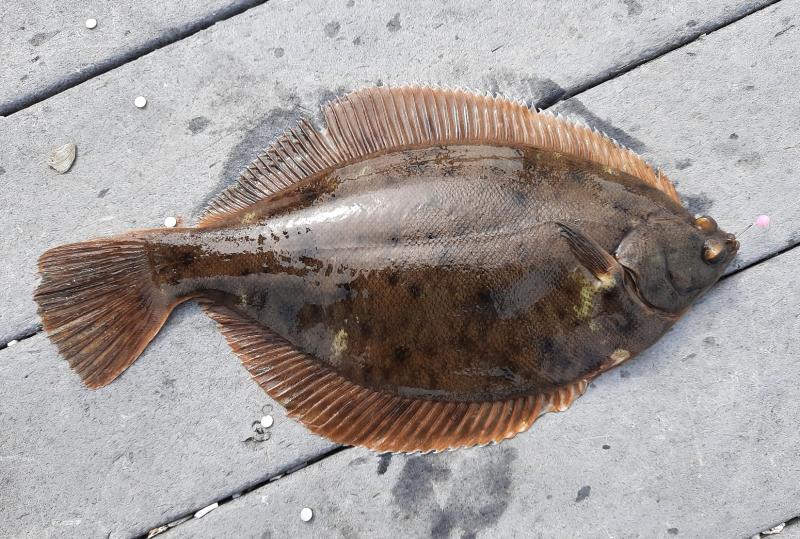 Winter Flounder (#23) Shark River NJ 10Apr21.jpg