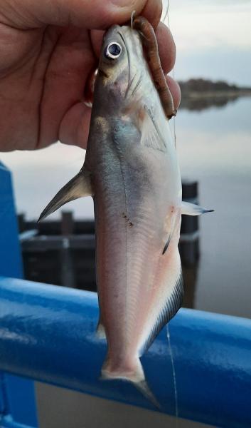 Blue Catfish (#21) - Choptank Rvr - 05Apr21.jpg