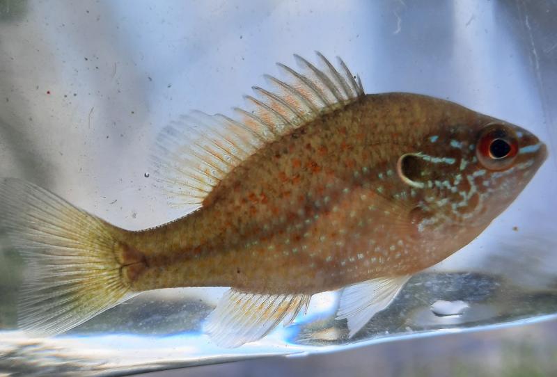 Dollar sunfish (#25) Chatham CO Wetlands - 25Apr21.jpg