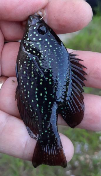 Bluespotted Sunfish (#31) - Greenfield creek 2 26Apr21.jpg