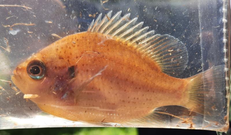 Livie spotted sunfish (#24) - Hog Pen Lndg OP 26Apr21.jpg