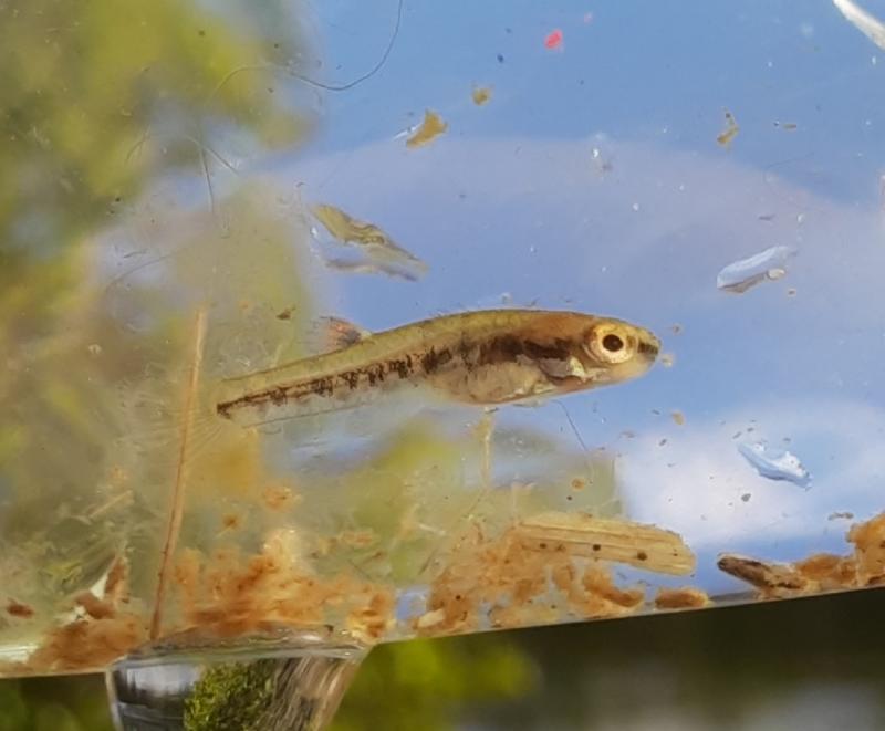 Mystery fry 1 Chatham CO Wetlands - 25Apr21.jpg