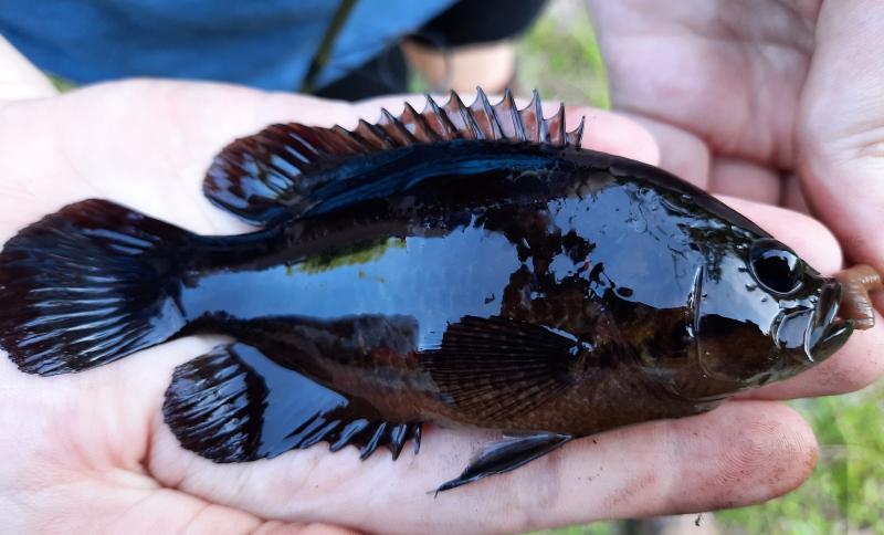 Livie Mud Sunfish (#28) - Greenfield creek 2 26Apr21.jpg